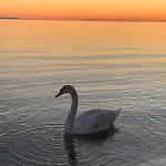98a7